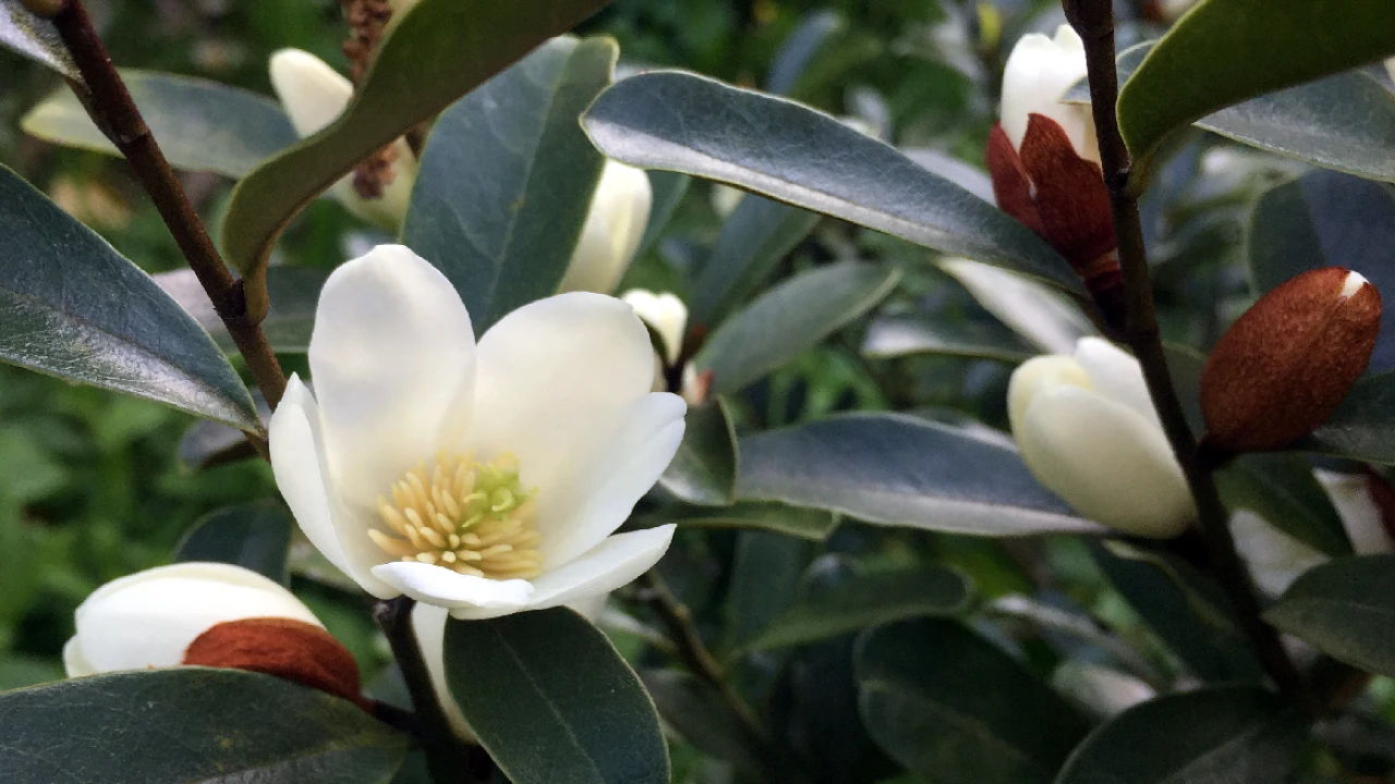 laevifolia